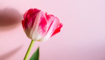 Obraz premium Single pink and white tulip on a pastel pink background
