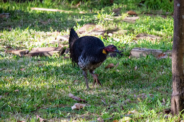 An Australian Brushturkey (Alectura lathami) foraging in a grassy area