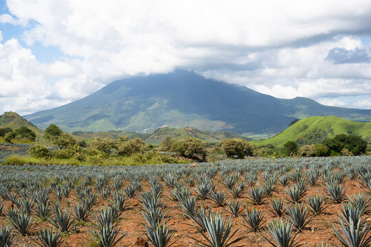 Agave Field Nayarit Mexico