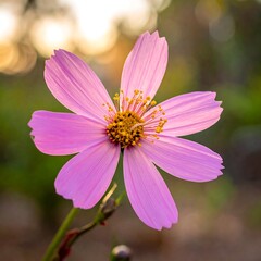 Obraz premium Close-up of a vibrant pink flower