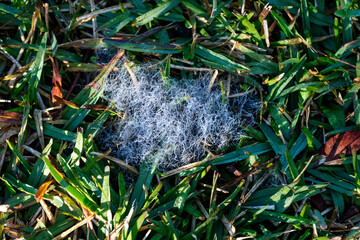 Mycelium emerging in the lawn