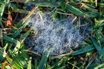 Mycelium emerging in the lawn