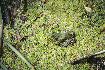 Green frog camouflaged among duckweed in a natural pond.. Close-up view of an amphibian resting on aquatic plants in its wetland habitat