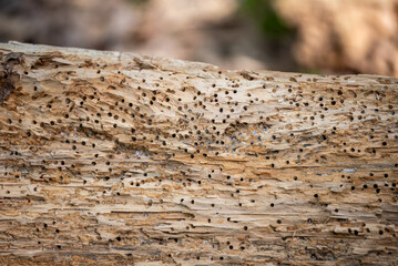 Close-up of a tree trunk damaged by wood-boring insects. Deadwood surface with numerous small holes created by beetle larvae