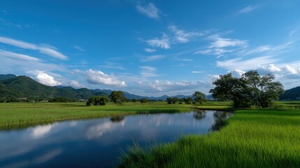 Serene Paddy Field with Sky Reflections and Gentle Clouds Under Bright Blue Sky