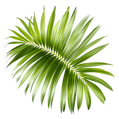 Obraz premium A single, fresh green tropical palm leaf with a glossy texture, perfectly isolated on a bright white background
