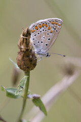  Farfalla di Polyommatus Icarus posata su un fiore