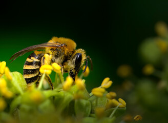 Macro shot of a bee (Apis) sitting on ivy flowers and harvest pollen.