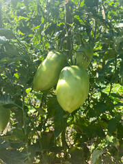 Ripe and Green Tomatoes on the Vine – Fresh Organic Harvest in the Garden