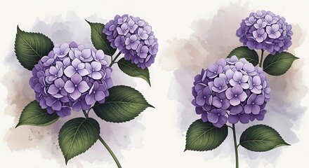 Watercolor illustration of vibrant purple hydrangeas with lush green leaves on a soft background