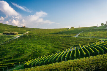 Vineyards near Barolo village in Langhe region, Piedmont, Italy
