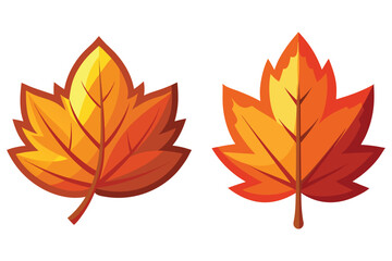 Two vivid maple leaves in autumn colors showcasing vibrant orange and yellow hues illustration
