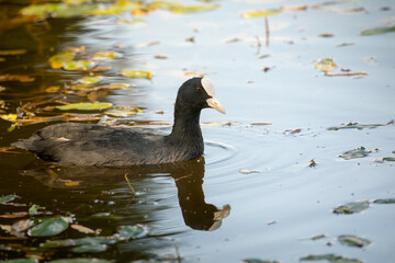 Close-up of a black waterbird with white beak and red eyes gliding smoothly across reflective pond water with floating leaves.
