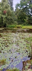 Staw z liliami wodnymi w parku © Joanna G.