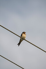  jask&oacute;łka dym&oacute;wka, (Hirundo rustica), 
barn swallow  