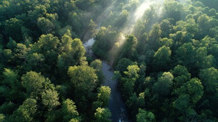 Aerial view of lush green forest with a river flowing through it on a sunny day