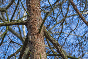 Grimpereau des jardins sur un tronc en hiver