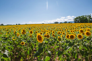 Mer dorée de tournesols sous le soleil d’été