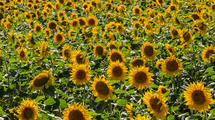 Fototapeta premium Mer dorée de tournesols sous le soleil d’été