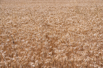 Champ de blé en plein cadre