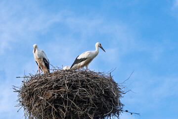 młode bociany na gnieździe, young storks in the nest