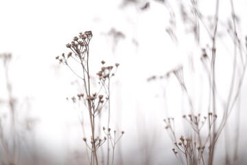 autumn nature. field at sunlight. meadow