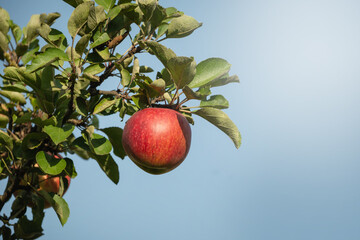 Organic home grown Red apples hang on tree branch against clear blue sky. Autumn harvest season.