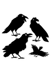 Silhouette Set of Crows and Ravens in Various Poses