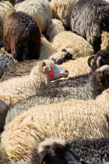 Naklejka premium Herd of Sheep in Pasture with Ram