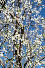 Blooming fruit tree full of white blossoms against a clear blue spring sky.