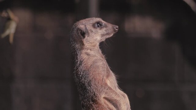 meerkat in zoo enclosure, close up, stands alert, looks around and upwards