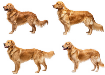 Four golden retriever dog poses isolated on transparent background