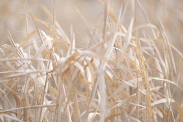 autumn nature. field at sunlight. meadow