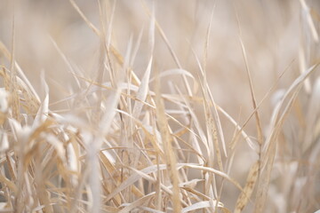 autumn nature. field at sunlight. meadow