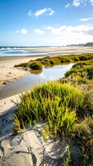 Sandy beach meets a clear stream.  Coastal vegetation thrives beside the water. Sunny day