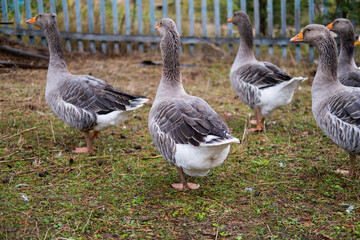 Domestic geese graze. Geese in a courtyard. Free range poultry farming