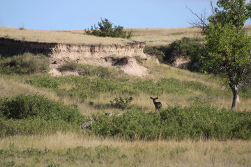 Fototapeta premium deer in the field