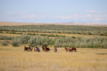 horses in the countryside