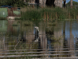 Un ave de flamenco buscando comida