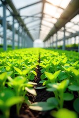 Vibrant green seedlings thriving in a modern greenhouse, bathed in sunlight  Rows of healthy plants showcase successful cultivation techniques , fresh, farm, organic