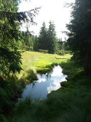 A serene forest stream flows through lush green moss and grass, reflecting the cloudy sky above