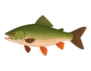 Illustration of a fish