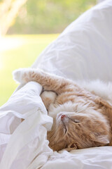 cat sleeps on a garden chair in a strange position. Siberian breed of cat with cream hair color 