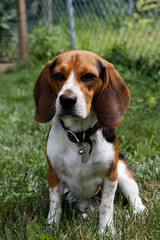 Beagle sitting on grass with dramatic expression