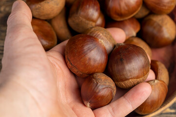 a hard edible chestnut fruit in a brown shell on a wooden table, a group of raw fruits of chestnut with a hard shell of brown color