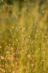 dry spherical boxes with flax seeds in a field before harvesting seeds and preparing flax sprouts for fiber production