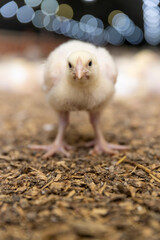 beautiful little chickens in soft yellow fluff and the first white feathers on their wings, young yellow puffs with white feathers chickens at a large broiler poultry farm