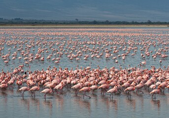 Naklejka premium Pink flamingos gracefully wading in the strikingly colorful waters of Lake Natron. Perfect for wildlife, African landscapes, and exotic bird photography.