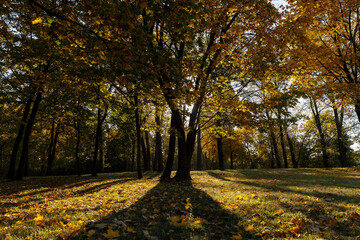 Beautiful autumn park with yellow leaves on tall maple trees in sunny weather in the autumn season, beautiful tall yellow maple trees with bright sunlight illuminating the yellowing trees behind