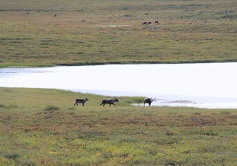 Caribou in the Barren land